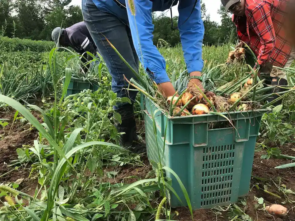 Burning river farm onions (1) (1)