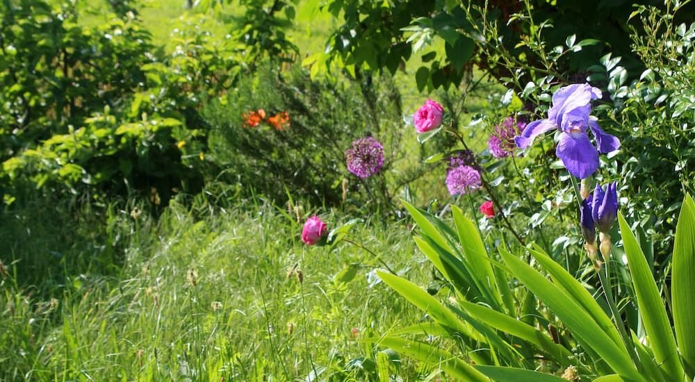 Pollinator Path at Cafe Wren